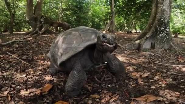 Giant Tortoise Curiosity Island Seychelles — Stock Video
