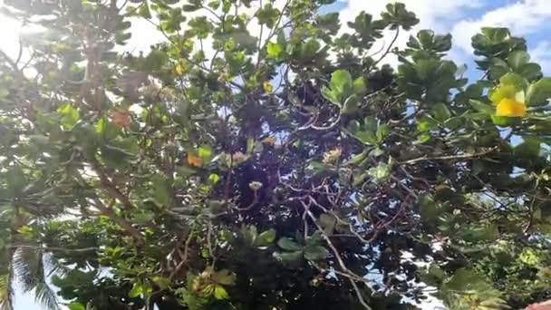Árbol Verde Tropical Plantas Las Seychelles — Vídeos de Stock