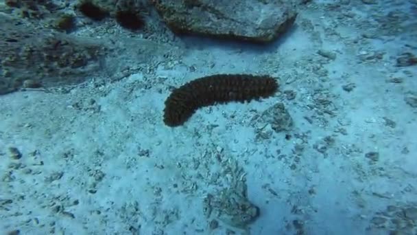 Υποβρύχιος Κόσμος Του Ωκεανού Holothuria Αγγούρι Της Θάλασσας — Αρχείο Βίντεο
