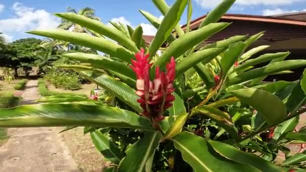 Seychelles Flor Planta Tropical — Vídeos de Stock