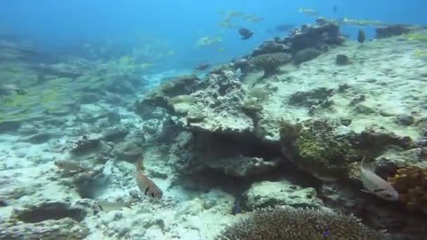 热带鱼 明亮的水下世界 — 图库视频影像