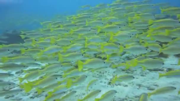 Mundo Submarino Buceo Pez Amarillo Brillante — Vídeos de Stock