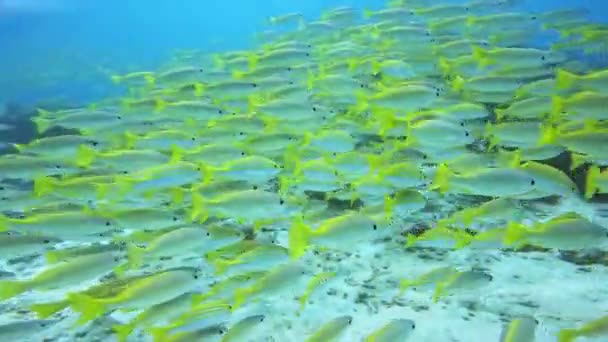 Dunia Bawah Air Menyelam Ikan Kuning Terang — Stok Video