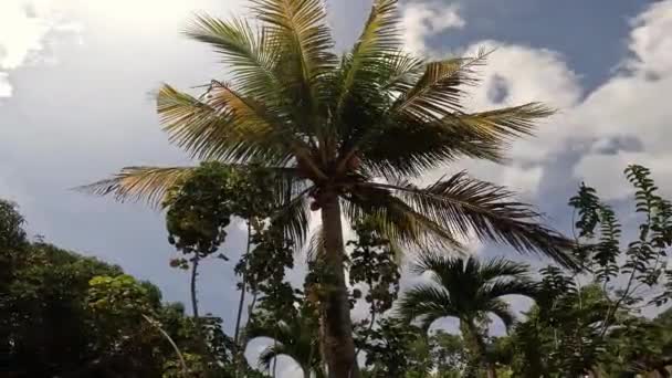 Palma Kokosowa Widok Dołu — Wideo stockowe