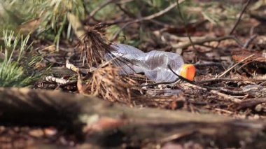 Kız plastik bir şişe alıyor.