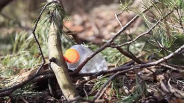 Kız plastik bir şişe alır, ormanda çöp toplar. 