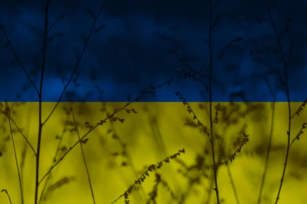 Bandeira Ucrânia Sobreposta Cima Uma Foto Inverno — Fotografia de Stock