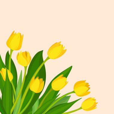 Soluk pembe arka planda sarı laleler. Metnin için bahar bayrağı 