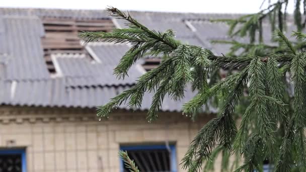 Ukraine Borodyanka 2022 Spruce Branch Background Broken Roof Building Consequences — Video