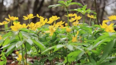 İlkbaharda ormanda sarı çiçekler. Çuha çiçekleri. Seçici odak.