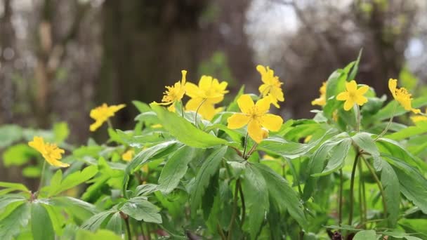 Желтые Цветы Весной Лесу Примрозы Селективный Фокус — стоковое видео