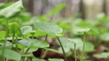 Bahar yeşili bitki örtüsü, ormandaki genç bitki filizleri. Baharda park ya da orman, doğa. Seçici odak.