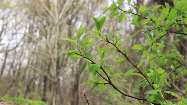 Follaje Verde Primaveral Brotes Jóvenes Árboles Parque Bosque Primavera Naturaleza — Vídeos de Stock