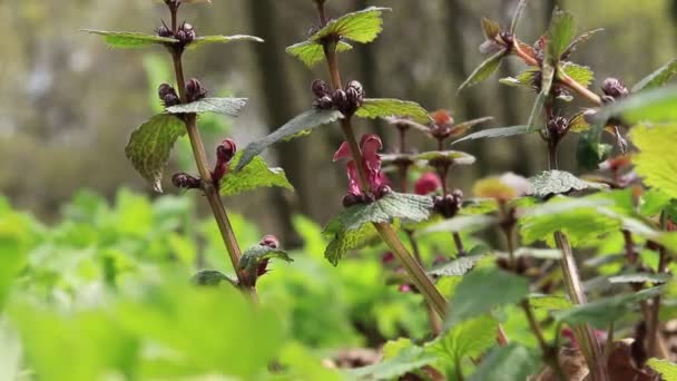Blooming Nettle Forest Close Shot Selective Focus Park Forest Spring — Stockvideo