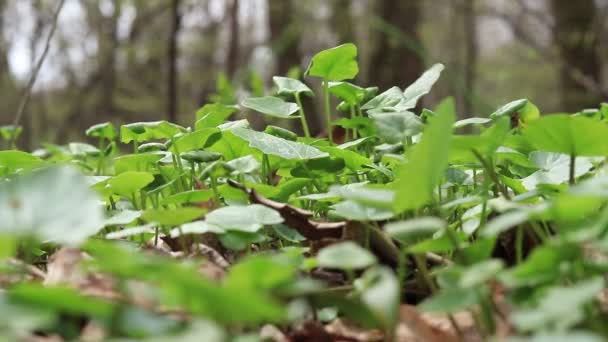 Vegetación Verde Primaveral Brotes Jóvenes Plantas Bosque Parque Bosque Primavera — Vídeos de Stock