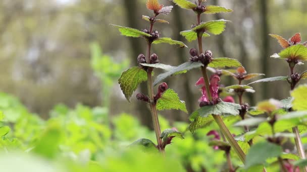 Blooming Nettle Forest Close Shot Selective Focus Park Forest Spring — Wideo stockowe