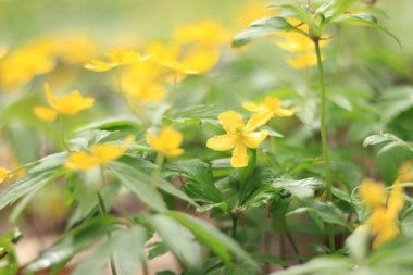 İlkbaharda ormanda sarı çiçekler. Çuha çiçekleri. Seçici odak.