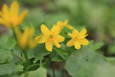 İlkbaharda ormanda sarı çiçekler. Çuha çiçekleri. Seçici odak.