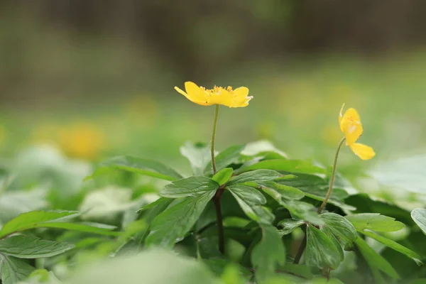 Yellow Flowers Spring Forest Primroses Selective Focus — Foto de Stock