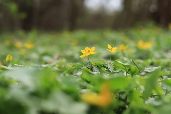 Yellow Flowers Spring Forest Primroses Selective Focus — Foto de Stock