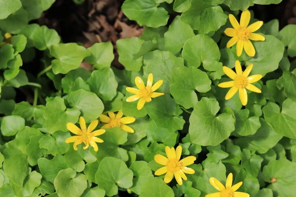 Sarı Çiçekler Bahar Yeşili Bitki Örtüsü Ormandaki Genç Bitki Filizleri — Stok fotoğraf