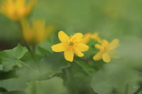 Yellow Flowers Spring Forest Primroses Selective Focus — 스톡 사진
