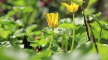 Sarı çiçekler. Ormanda bahar çiçekleri, seçici bir odak noktası. Huzurlu 