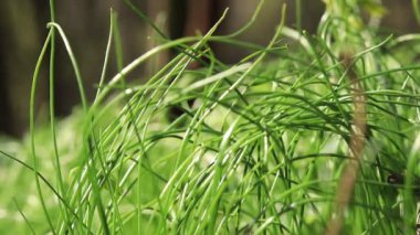 Ormanda çimler, seçici bir odak noktasıyla yakın çekim. Bahar yeşilliği, güneş çimenlerin üzerinde parlıyor..