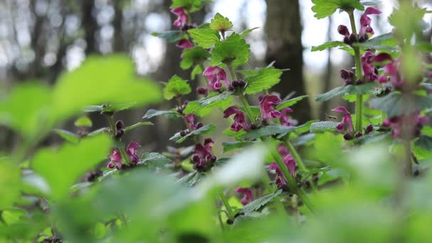 Blooming Nettle Forest Close Shot Selective Focus Park Forest Spring — Stockvideo