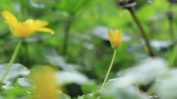 Желтые Цветы Весенние Цветы Лесу Избирательный Фокус Миролюбивые — стоковое видео