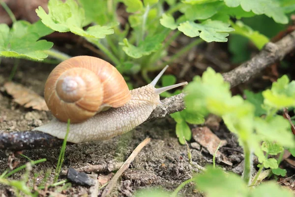 Snail Greenery Forest Selective Focus Nature Its Inhabitants Spring — Foto de Stock