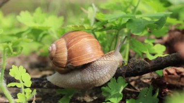 Bir salyangoz ormanda bir dal boyunca sürünür..