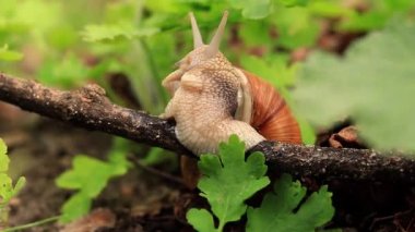 Salyangoz boynuzlarını düzeltir. Ormanın yeşillikleri arasında bir dalda salyangoz, seçici bir odak.