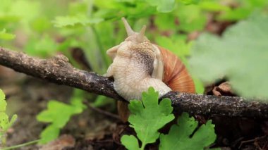Salyangoz boynuzlarını düzeltir. Ormanın yeşillikleri arasında bir dalda salyangoz, seçici bir odak.
