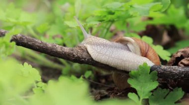 Bir salyangoz ormanda bir dal boyunca sürünür..
