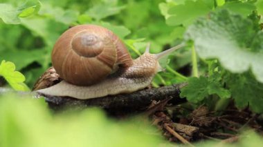 Bir salyangoz ormanda bir dal boyunca sürünür..