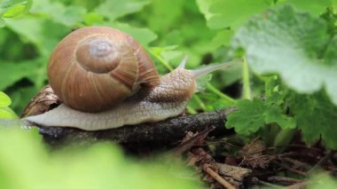 Bir salyangoz ormanda bir dal boyunca sürünür..