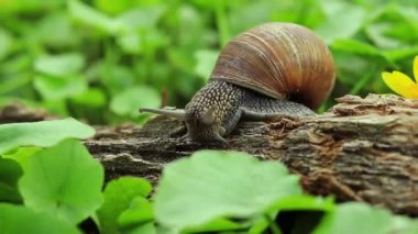 Salyangoz, ormandaki genç yeşillikler arasında, çevre üzerinde çalışıyor.