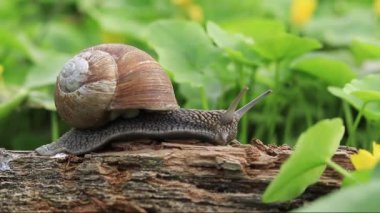 Salyangoz, vahşi yaşam ve sakinleri sürünüyor. Salyangoz doğada, seçici odaklı yakın çekim.