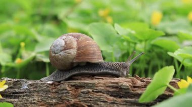 Ormanda ağaç kabuğunda salyangoz, arka planda çiçekler ve öten kuşlar. Doğanın ve sakinlerinin ilkbaharda uyanması.