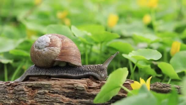 森の中の木の樹皮にカタツムリ 背景や鳥の歌の花 自然の春の目覚めとその住民 — ストック動画