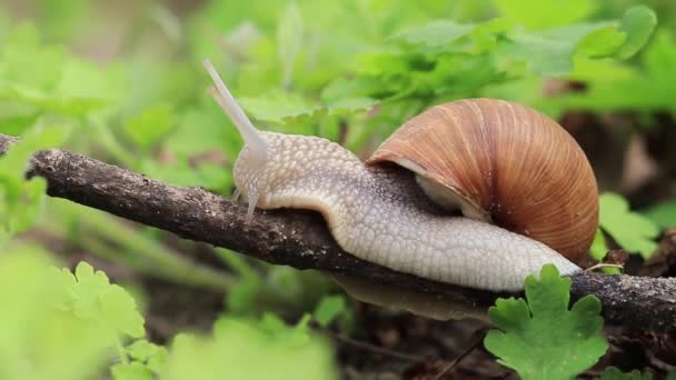 Snail Crawls Branch Forest — стоковое видео