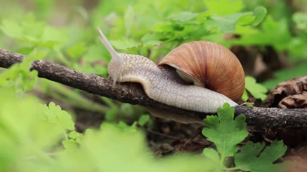 Snail Crawls Branch Forest — Wideo stockowe