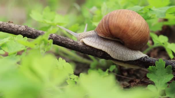 Snail Crawls Branch Forest — стоковое видео