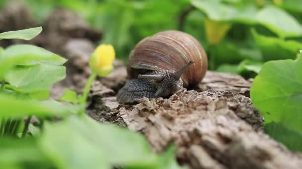 Snail Young Greenery Forest Studies Environment — Vídeos de Stock