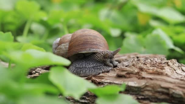 森の中の木の樹皮にカタツムリ 背景や鳥の歌の花 自然の春の目覚めとその住民 — ストック動画