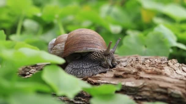 森の中の木の樹皮にカタツムリ 背景や鳥の歌の花 自然の春の目覚めとその住民 — ストック動画