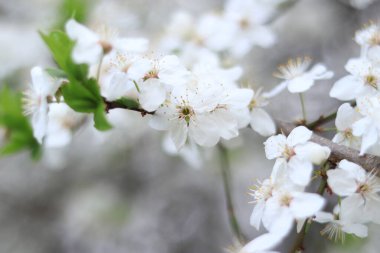 Çiçekli kiraz eriği. Beyaz çiçekler, seçici odaklanma. Bahar çiçekleri arka plan olarak kullanılabilir