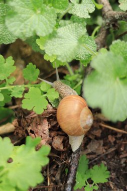 Ormandaki salyangoz, üst manzara.