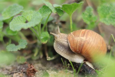 Doğadaki salyangoz, çevredeki dünyayı öğreniyor.